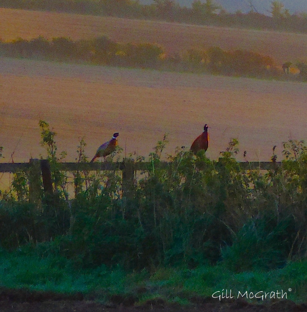 3 2015 10 27  morning pheasants DSCN8576_1.jpg sig