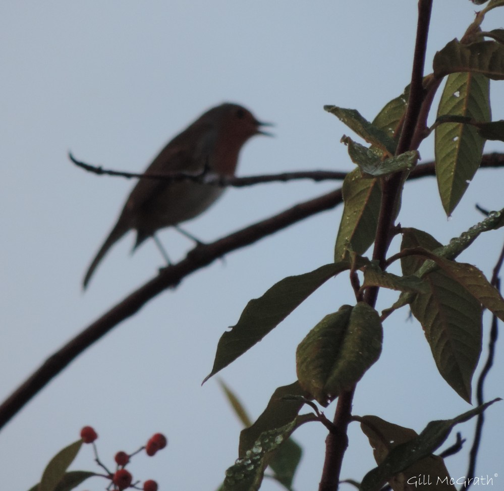 4 2015 10 06 silk DSCN5682.jpg sig