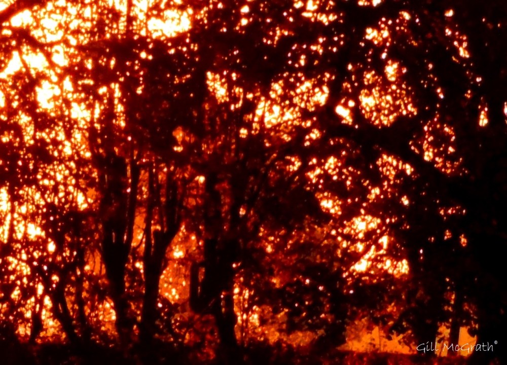 4  2015 10 29  tapestry DSCN8863.JPG 1.JPG 3.jpg sig