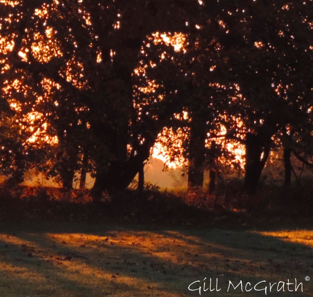 5 2015 10 29 tapestry shining through DSCN8863.JPG 2.jpg sig