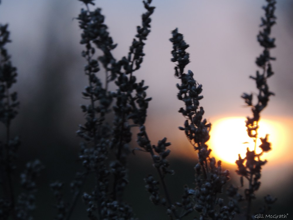 2015 11 16 the sun DSCN0206.jpg sig