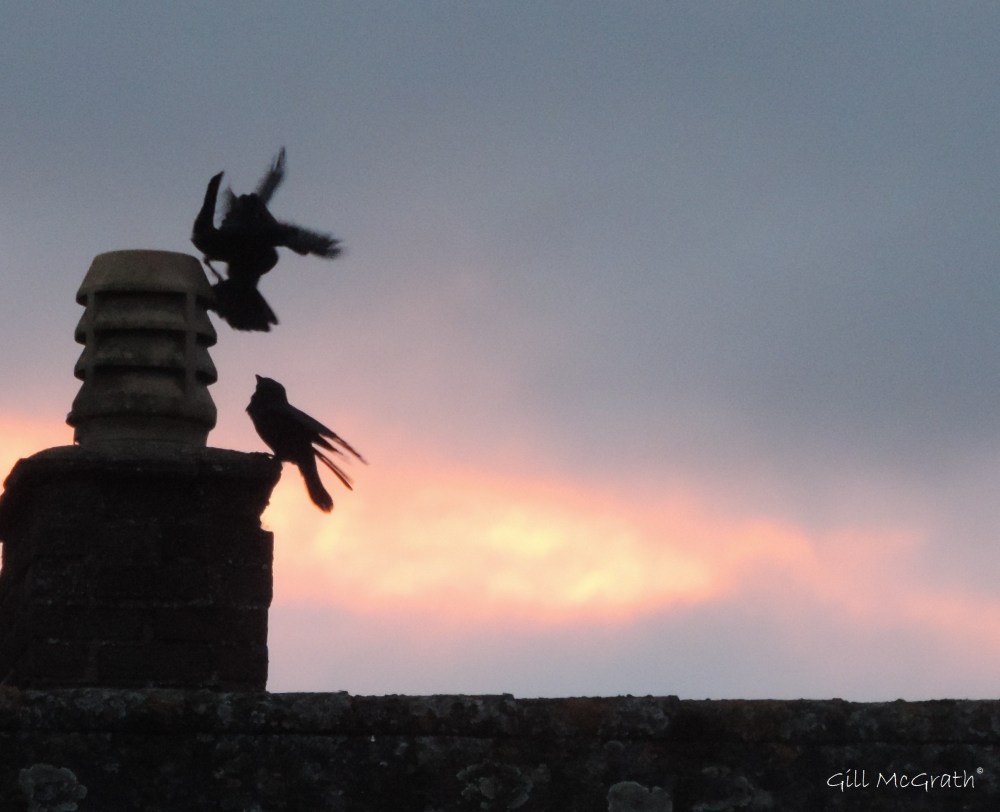 2015 11 25 three's a crowd DSCN1169