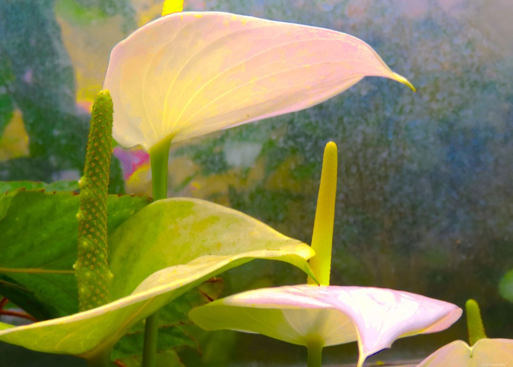 2015 11 26 artless DSCN0587.jpg sig