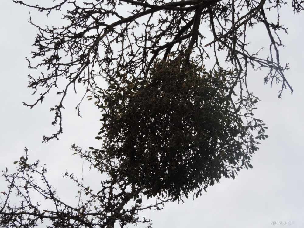 2015 11 30 kissing tree DSCN0467.jpg sig