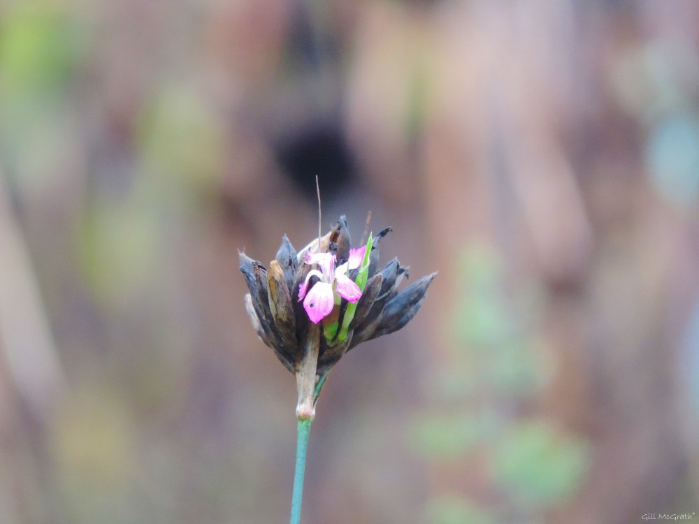 2015 12 03 wayside transitionDSCN0509.jpg sig