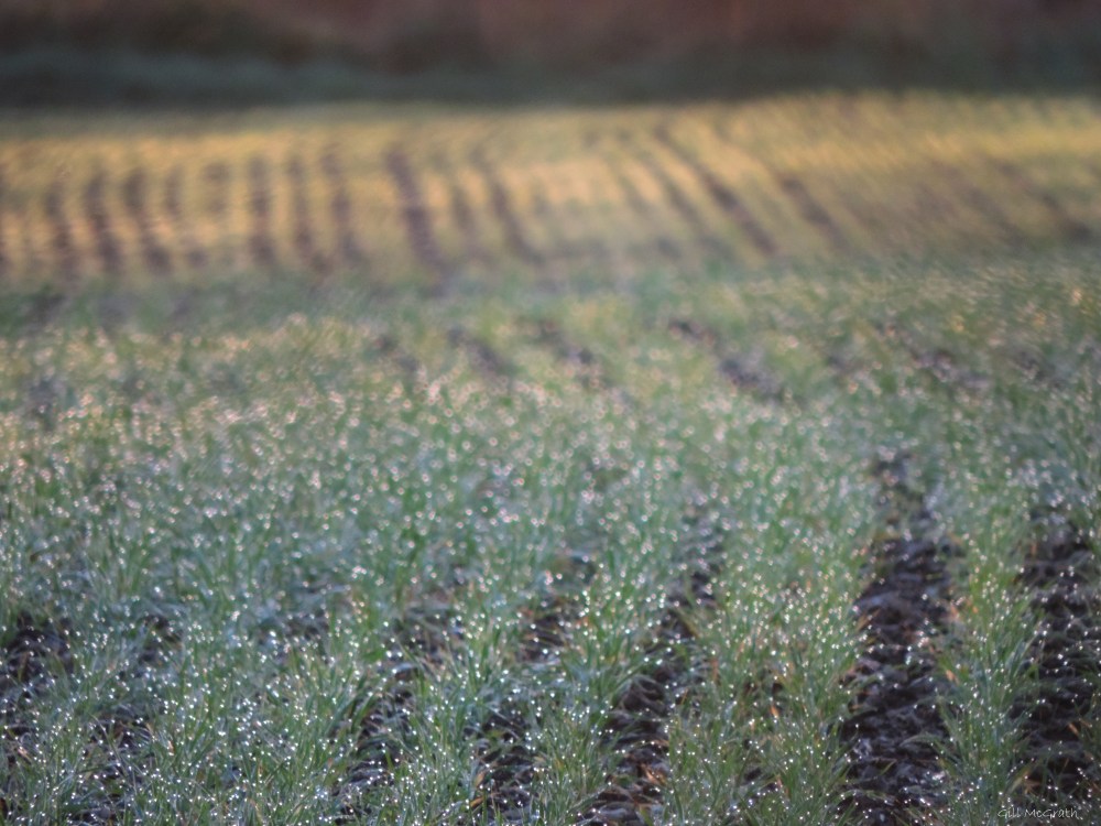 2015 12 09 dew DSCN1981.jpg sig