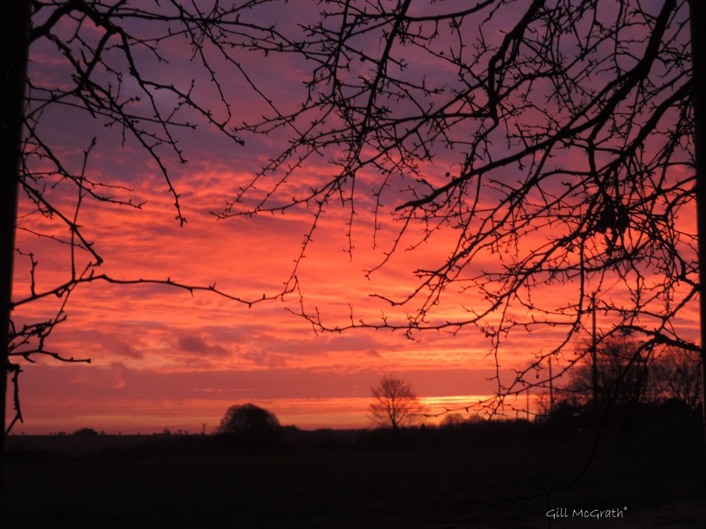 1 gold 2016 01 26 DSCN4565.jpg sig