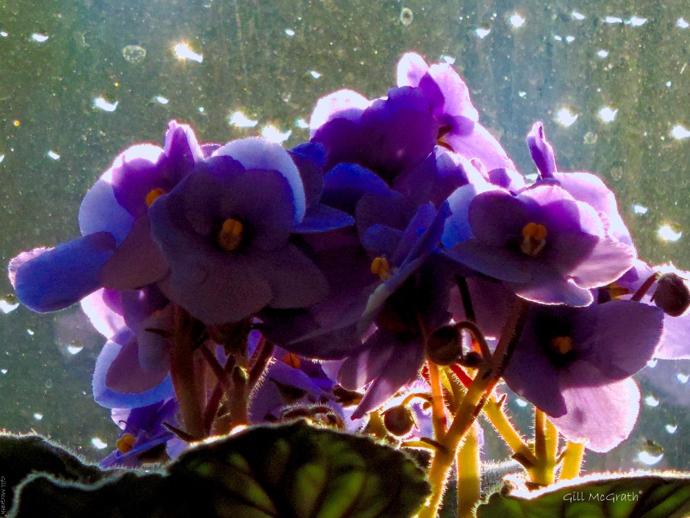 2016 01 22 optimism DSCN2512.jpg sig