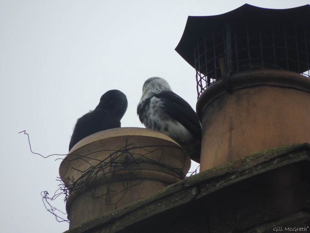 4a 2016 01 07 looking DSCN3612.jpg sig