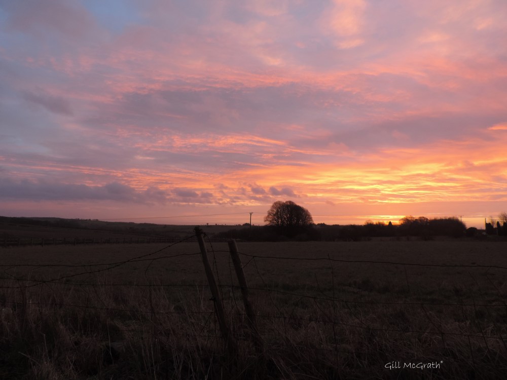 5 gold 2016 01 26  DSCN4592.jpg sig