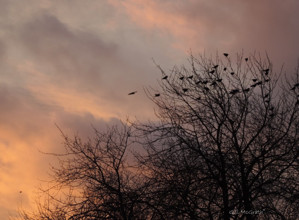 7 gold 2016 01 26 DSCN4598.jpg sig