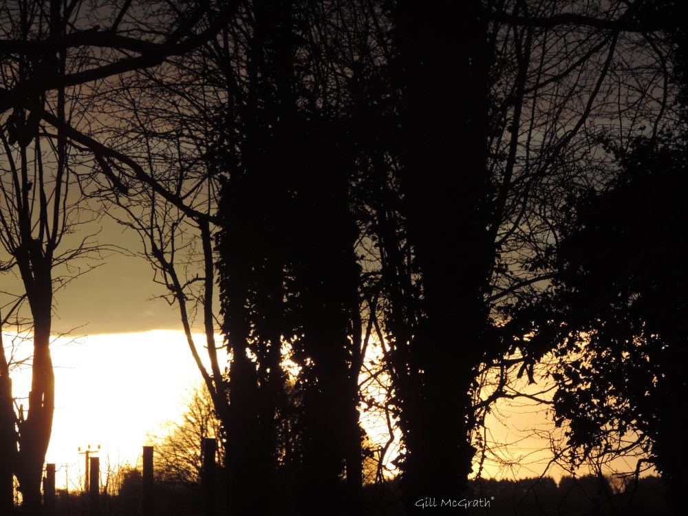 2016 02 25   morning bright DSCN0411.jpg sig