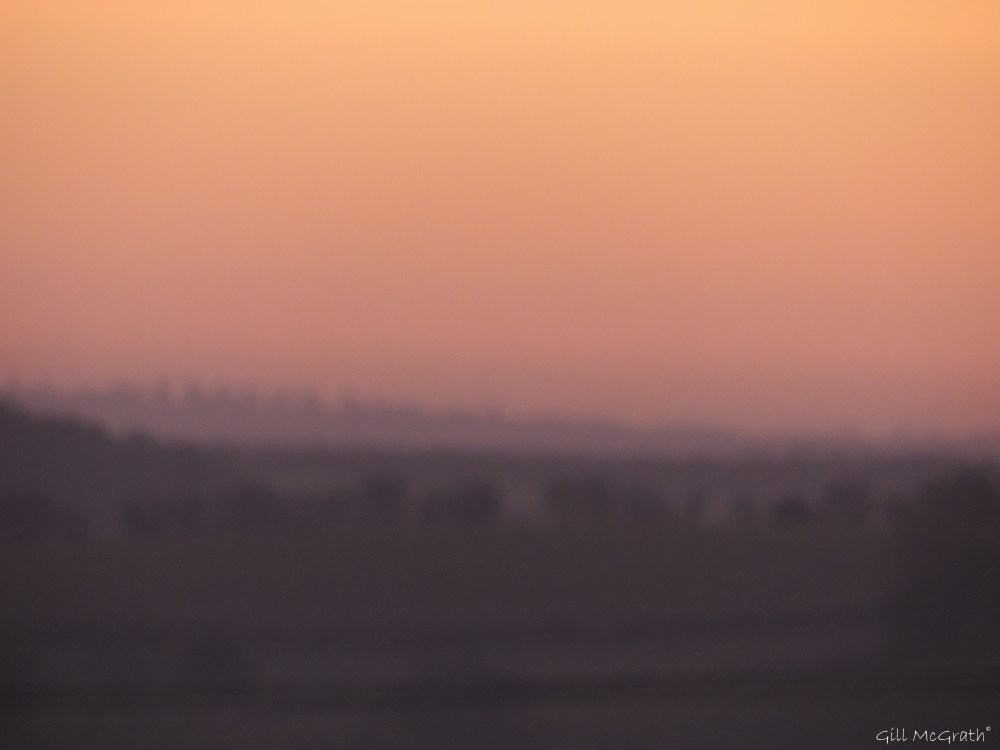 2016 02 29 1 color purple treesDSCN0696.jpg sig