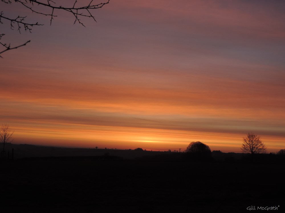 2016 02 29 2 purple morning DSCN0697.jpg sig